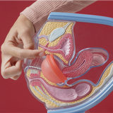 Disco Menstrual Yuper: O Único 100% Reciclável do Mundo que Permite Relações Sexuais.
